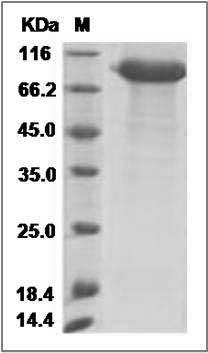 Cynomolgus AMY2A / Alpha-amylase Protein (Fc Tag) SDS-PAGE