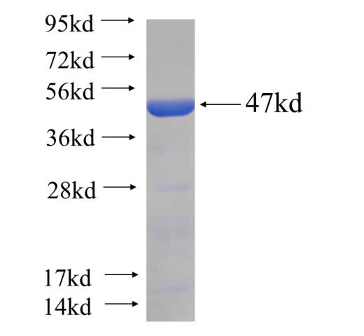 Recombinant human KTELC1(Full length) SDS-PAGE