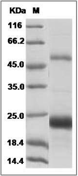 Danio rerio (zebrafish) VEGF / VEGFA / VEGF165 Protein SDS-PAGE
