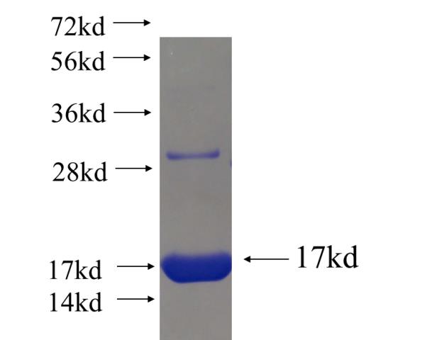 Recombinant human C9orf11 SDS-PAGE