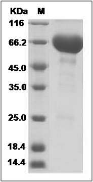 Human CD48/SLAMF2 (Fc Tag) recombinant protein