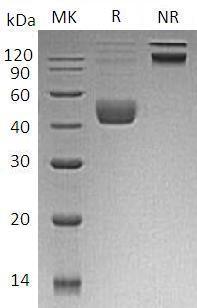 Human CTLA4/CD152 (GST tag) recombinant protein