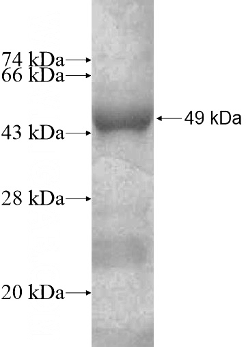 Recombinant Human GOT1L1 SDS-PAGE