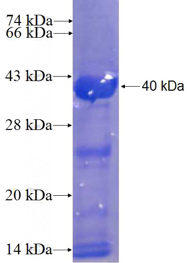 Recombinant Human C9orf64 SDS-PAGE