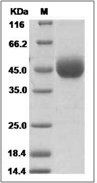 Cynomolgus / Rhesus CD33 / Siglec-3 Protein (His Tag) SDS-PAGE