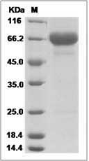 Rhesus OX40 / CD134 Protein (Fc Tag)