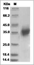 FOLR1 protein SDS-PAGE