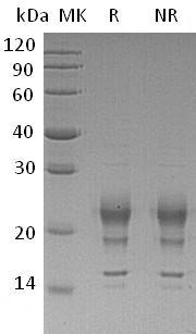 Human IFNG recombinant protein