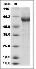 Influenza A H10N8 (A/Jiangxi-Donghu/346/2013) Hemagglutinin / HA0 Protein (full length)