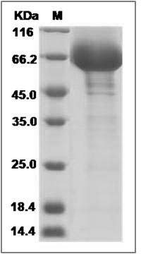 Mouse CD48 / SLAMF2 / BCM1 Protein (Fc Tag) SDS-PAGE