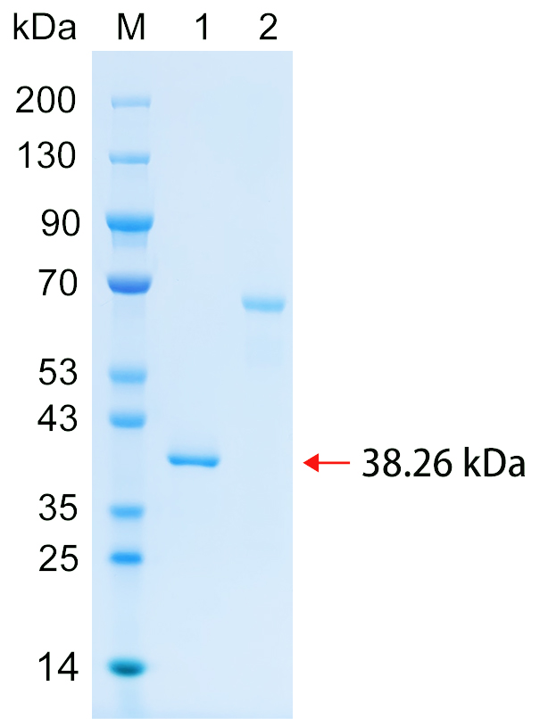 Recombinant SFPQ protein (His tag) SDS-PAGE