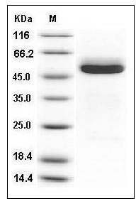 Mouse Cathepsin A / CTSA Protein (His Tag) SDS-PAGE