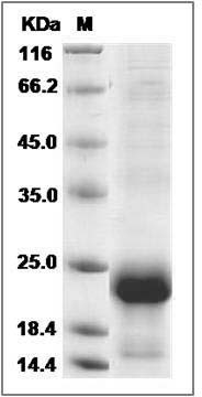 Human GPHA2 / Glycoprotein hormone alpha 2 Protein (His Tag) SDS-PAGE