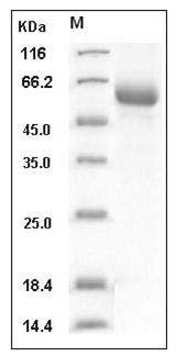 Influenza B (B/Florida/4/2006) Hemagglutinin Protein (HA2 Subunit) (Fc Tag) SDS-PAGE