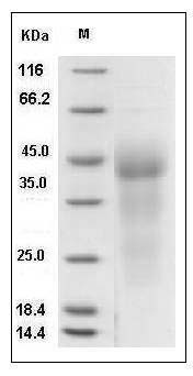 Human GPR37 Protein (His Tag) SDS-PAGE