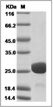 Human Immunodeficiency Virus type 1 (HIV-1) Gag-p24 Protein (subtype C, His Tag) SDS-PAGE