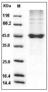 Human PON3 / Paraoxonase 3 Protein (50 Ser/Asn, His Tag) SDS-PAGE