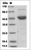 Human MANF / ARMET Protein (Fc Tag)