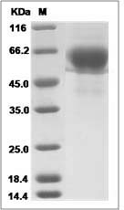 Influenza A H3N2 (A/Nanchang/933/1995) Hemagglutinin / HA1 Protein (His Tag)
