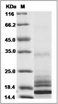 Human IL17 / IL17A Protein SDS-PAGE