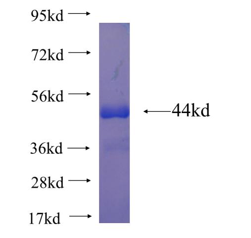 Recombinant human PUM2 SDS-PAGE