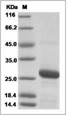 Rat RAB7A / Rab-7a Protein (His Tag)