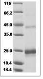 Mouse TNFSF14 recombinant protein (N-His)
