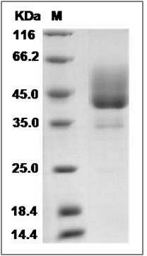 Rat BAFFR / TNFRSF13C Protein (Fc Tag) SDS-PAGE