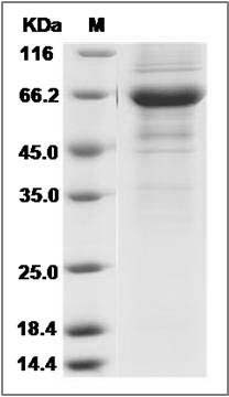 Human FAIM3 Protein (Fc Tag) SDS-PAGE