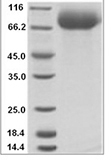Saccharomyces cerevisiae SUC2 recombinant protein (C-His)