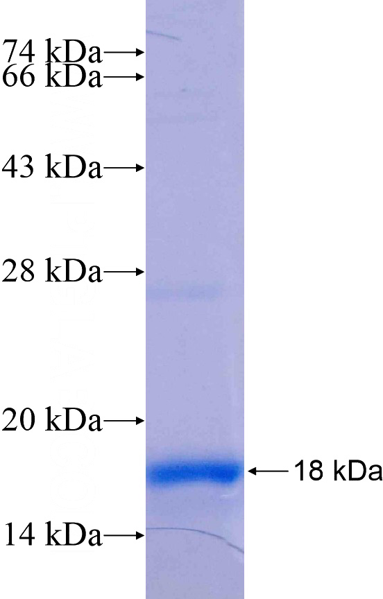 Recombinant Human SFRS2 SDS-PAGE