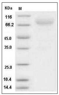 Human Neurexin-3-beta / NRXN3 Protein (Fc Tag) SDS-PAGE