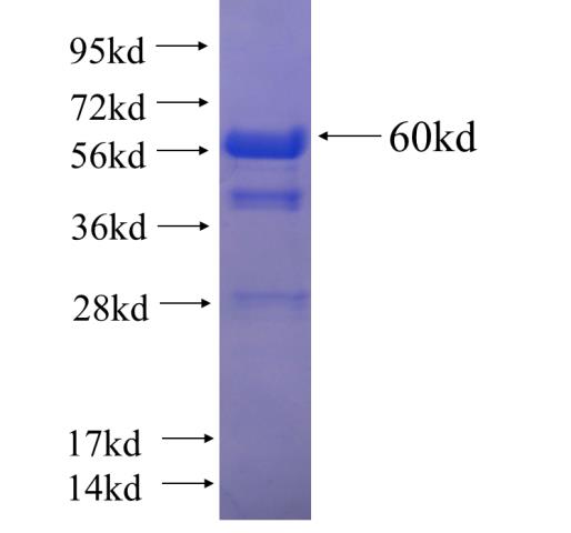 Recombinant human PAIP1 SDS-PAGE