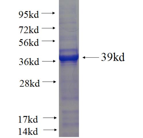 Recombinant Arabidopsis thaliana TGA7 SDS-PAGE