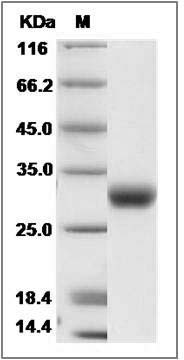 Mouse CXADR / CAR Protein SDS-PAGE