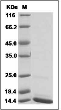Human CISD1 / ZCD1 Protein (His Tag) SDS-PAGE