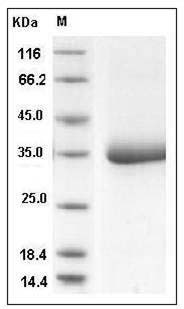 Human SHH / Sonic hedgehog Protein (aa 198-462, His Tag) SDS-PAGE