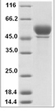 Rat Serpina3n Protein 15492