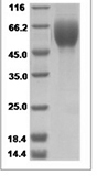 H1N1 HA Protein 14959