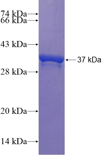 Recombinant Human C19orf33 SDS-PAGE