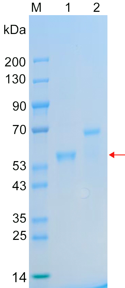 Recombinant GSR protein (His tag) SDS-PAGE