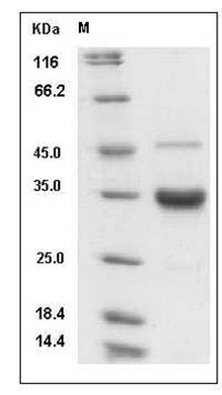 Human IgG2-Fc Protein (257 Ser/Ala) SDS-PAGE