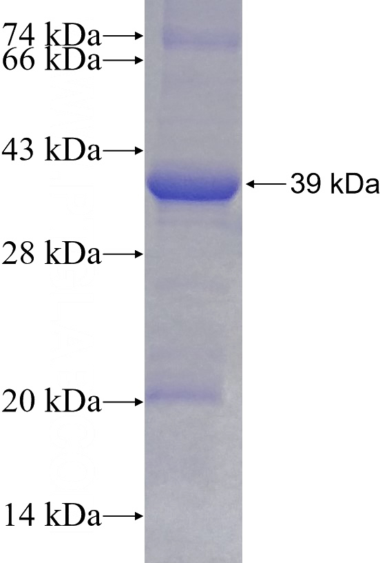 Recombinant Human NUBP1 SDS-PAGE