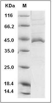 Human APOL1 / apolipoprotein L1 Protein (His Tag) SDS-PAGE