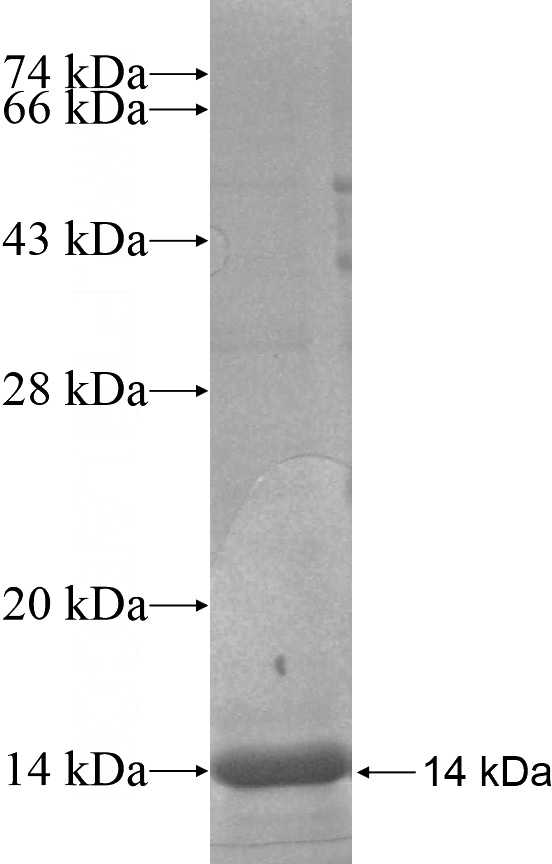 Recombinant Human BSAP,PAX5 SDS-PAGE