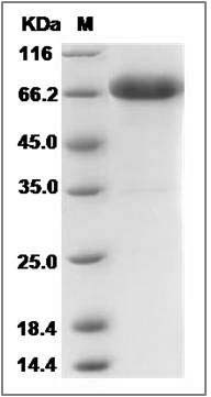 Cynomolgus TNFR2 / CD120b / TNFRSF1B Protein (Fc Tag) SDS-PAGE