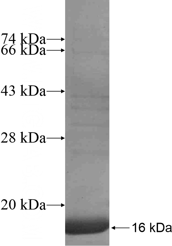 Recombinant Human ATP6V1G3 SDS-PAGE