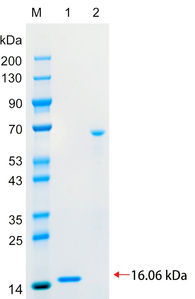 Recombinant CEP15 protein (His tag) SDS-PAGE