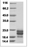 Human IFNA7 Protein 14131