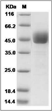 Mouse CD3d / CD3 delta Protein (Fc Tag) SDS-PAGE